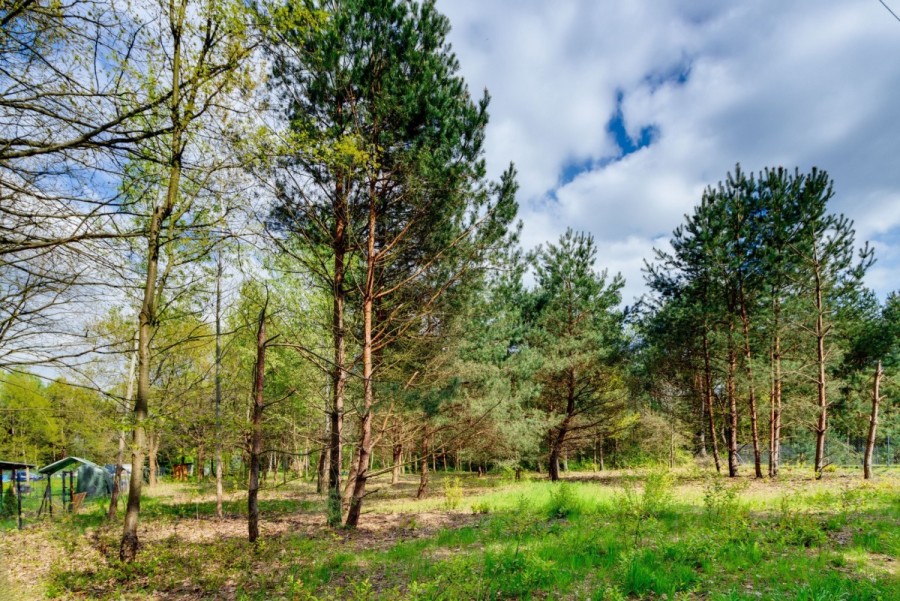 powiat wołomiński, Borki, Czeremchowa, działka budowlana - Natura, rzeka, zalew