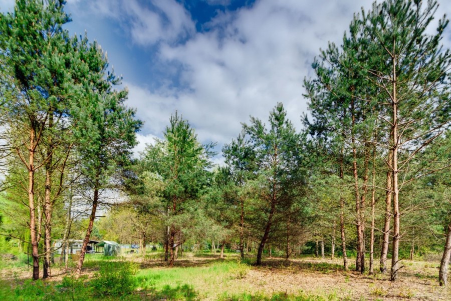 powiat wołomiński, Borki, Czeremchowa, działka budowlana - Natura, rzeka, zalew